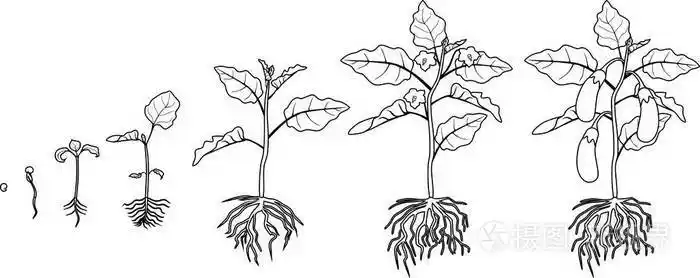 着色页面茄子具有根系的生命周期从播种到开花和结果的茄子的生长阶段