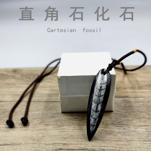 天然震旦角石古海洋生物化石直角石化石头标本吊坠项链科教礼物