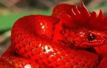 民间故事:长鸡冠的蛇