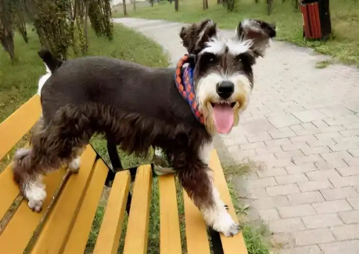 为啥小老头"雪纳瑞"比别的狗好,这些优势就足够了