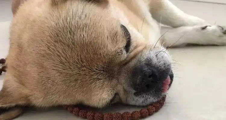 囟门没有闭合的狗狗(狗狗的囟门什么时候闭合)