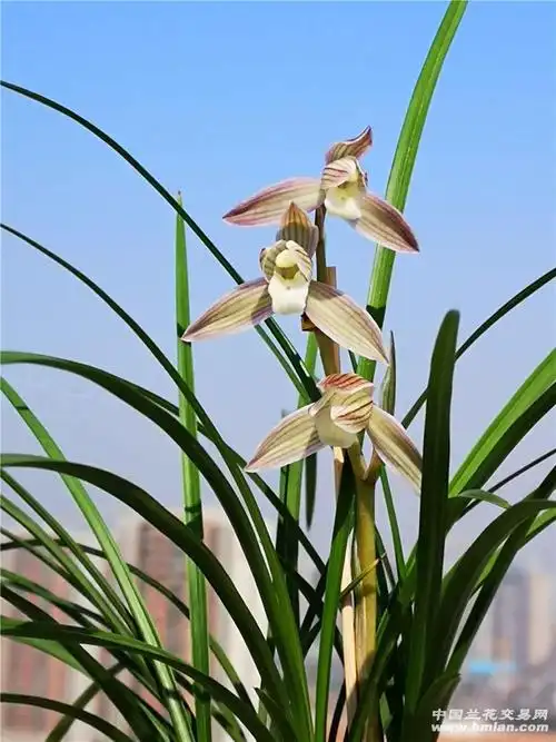 莲瓣兰,人面桃花-莲瓣篇-中国兰花交易网社区