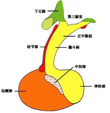 垂体是重要的内分泌腺体,位于颅底蝶鞍的垂体窝内,呈椭圆形,灰红色