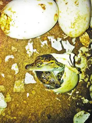 巨鳄喜获两对双胞胎 鳄鱼蛋一卵双生国内罕见(图)