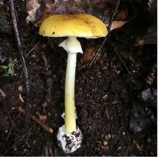 致命鹅膏肉褐鳞环柄菇黄盖鹅膏裂皮鹅膏纹缘盔孢伞条盖盔孢伞结语毒