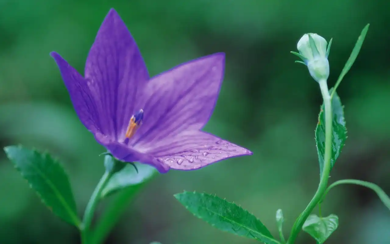 好看的紫色野花图片高清桌面壁纸