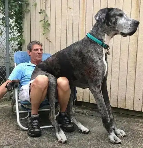 世界上最大的狗比人还高却内心软萌网友这养的真是狗吗