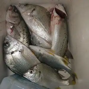 neb秋哥的主页 - 钓鱼之家