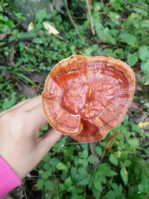 有懂的人么?图片上的灵芝是什么品种呀?那个根上还有一块石头.