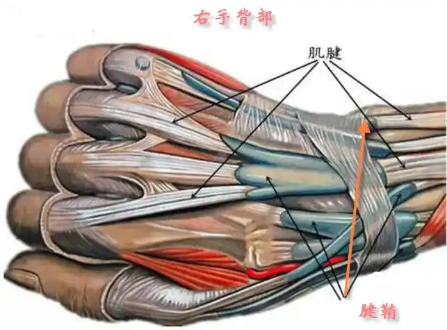 桡骨茎突狭窄性腱鞘炎_桡骨茎突腱鞘炎_介绍_治疗方式 - 好大夫在线