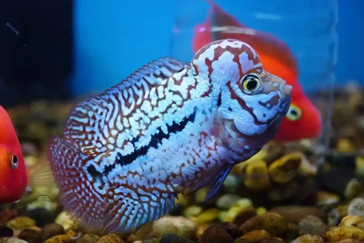 金花罗汉鱼 #支持全国发货 #泰国进口罗汉鱼 f2极品泰金 - 抖音