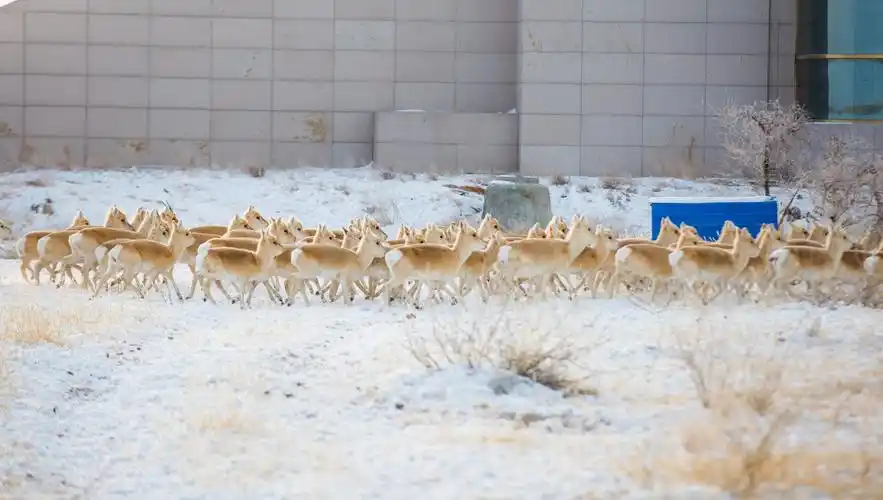 内蒙古二连浩特边境线现百只野生黄羊