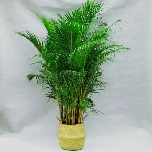 客厅里摆放凤尾竹好不好 客厅放凤尾竹好还是富贵竹好