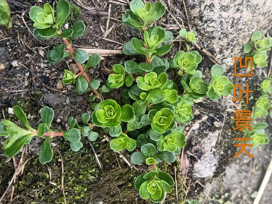 抱歉我把凹叶景天误认为马齿笕直到上上次发的视频被系统通知涉及健康