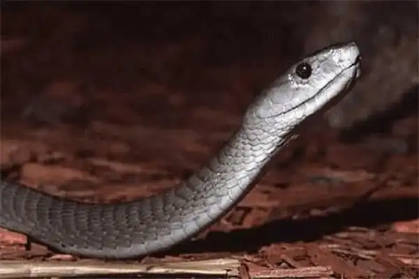 4,黑曼巴蛇:黑曼巴蛇是非洲体型最长的毒蛇,这种蛇曾被称为非洲死神