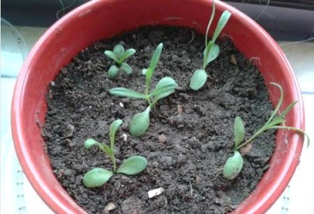 康乃馨的繁殖方法有哪些康乃馨怎么繁殖