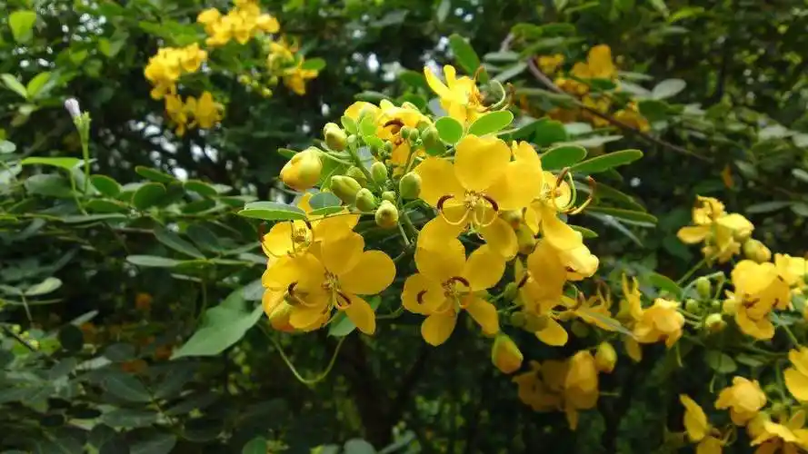 雄黄蛇最怕什么雄黄酒为什么可以驱蛇