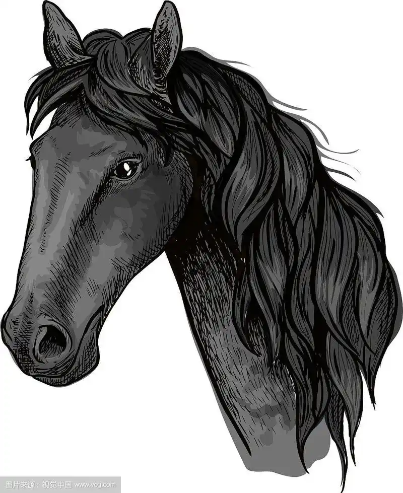 黑色阿拉伯种马的马头素描