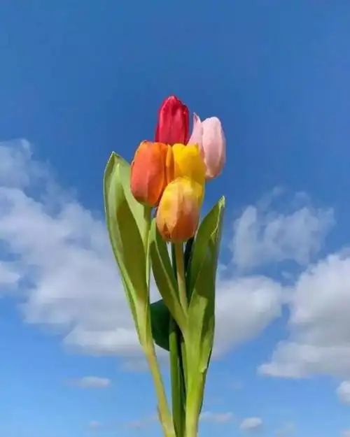 时光流逝的唯美句子关于时光荏苒的美好句子