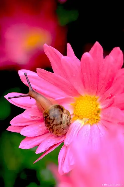 蜗牛与花.