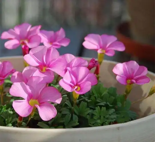 红花酢浆草养护小技巧!学会这几点,小草也能美成风景线!