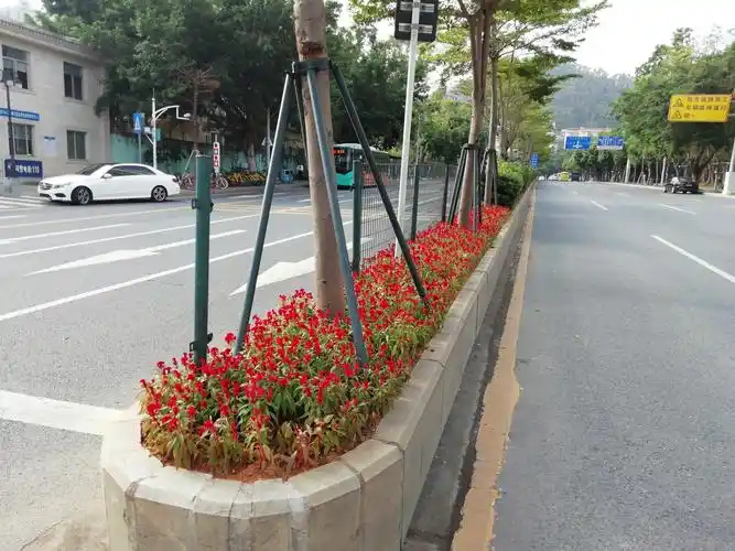 市政道路重要区域花卉布置时花种植服务项目(罗湖a包)