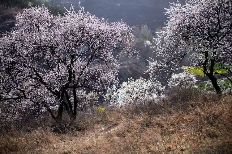 山那边的老杏树