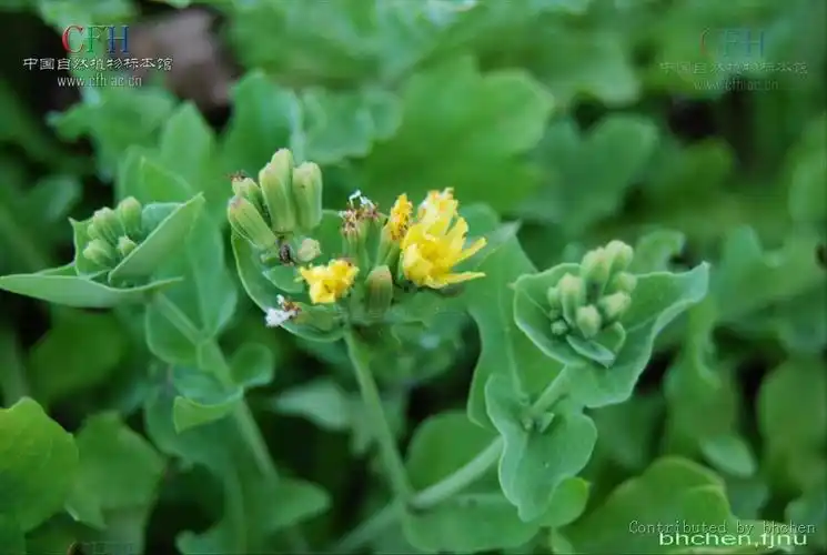 p>还阳参属(学名:crepis l.