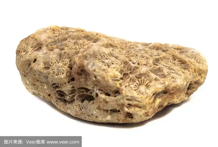 白色背景上的天然珊瑚化石