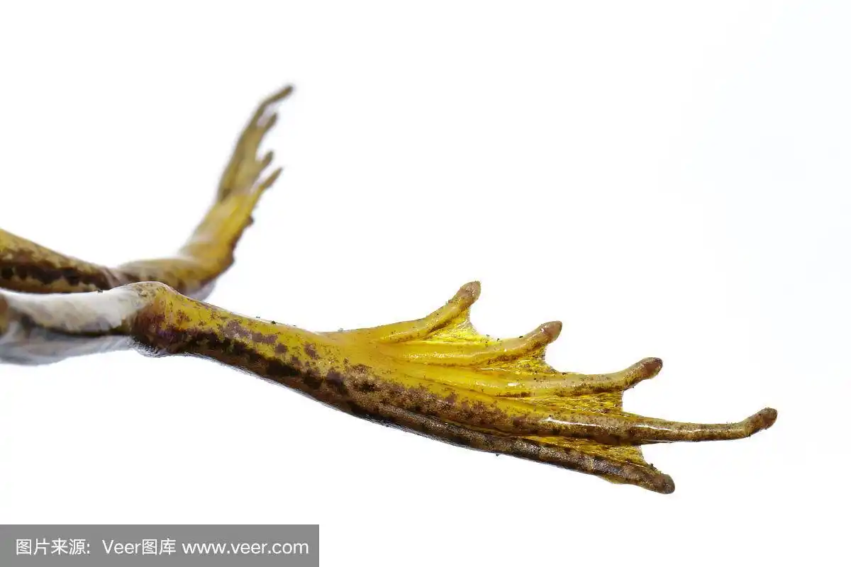 青蛙脚,稻田绿蛙或绿稻田蛙(红蛙)的图像.两栖动物.的动物.