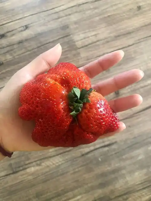 哇哇哇怎么会有草莓这么好吃的水果