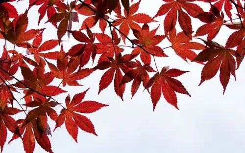 >首页>桌面壁纸>风景壁纸>唯美红色枫叶图片桌面壁纸> ( 1 / 8 ) 2020