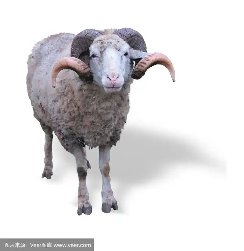 绿草上长着角的公绵羊