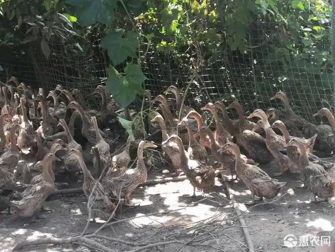 菜鸭3-4斤 母 半圈养半散养