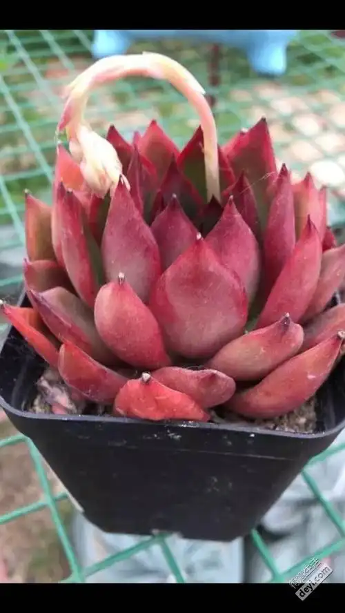 多肉植物血色罗密欧山地玫瑰