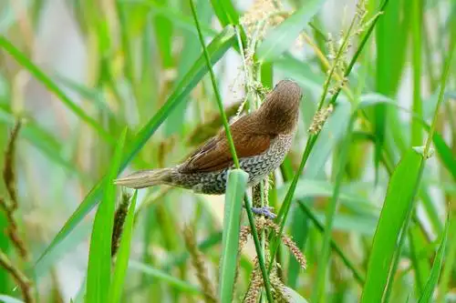 【套图】再拍一组文雀-蜂鸟网