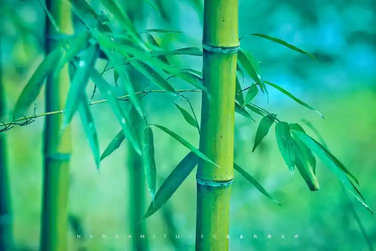 何必丝与竹,山水有清音.——《小窗幽记》