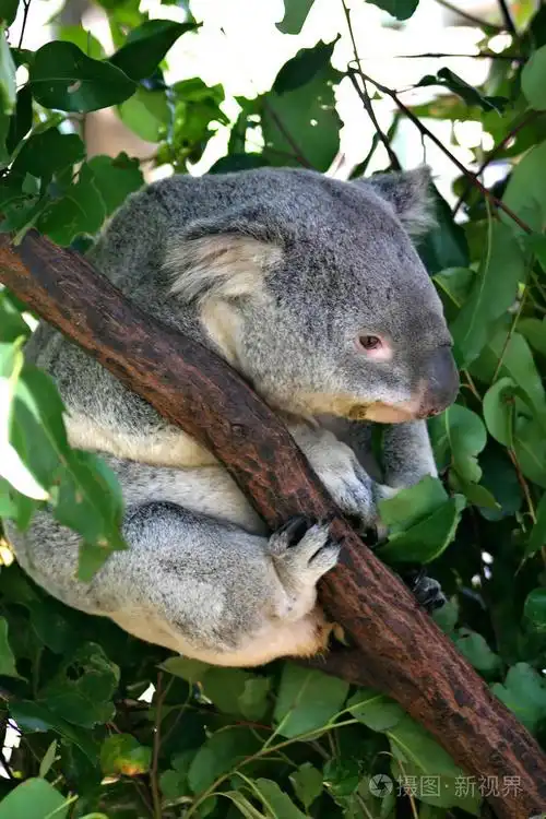 树袋熊棕褐色相食