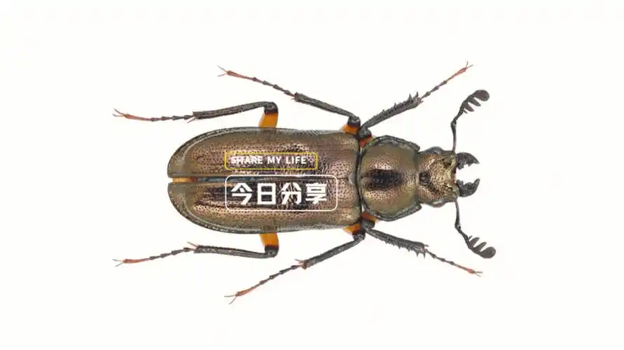 宝石甲壳虫琉璃锹甲