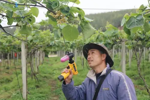 猕猴桃花开正艳果农人工授粉忙