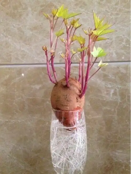 也可以适当给点阳光,和一些营养液,最后越长越快,越长越多,像是绿萝一