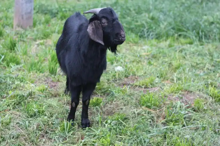 鑫怡羊业13982958604特供优质乐至黑山羊种羊