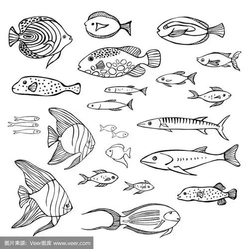 草图,绘画插图,鱼类,海洋,矢量