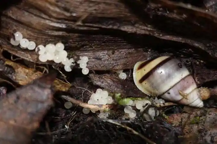 现生蜗牛与卵 摄影 周清华