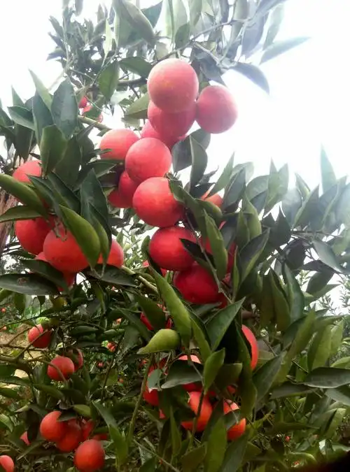 血橙开售啦!四川老家的血橙成熟了,红彤彤的,压满枝头