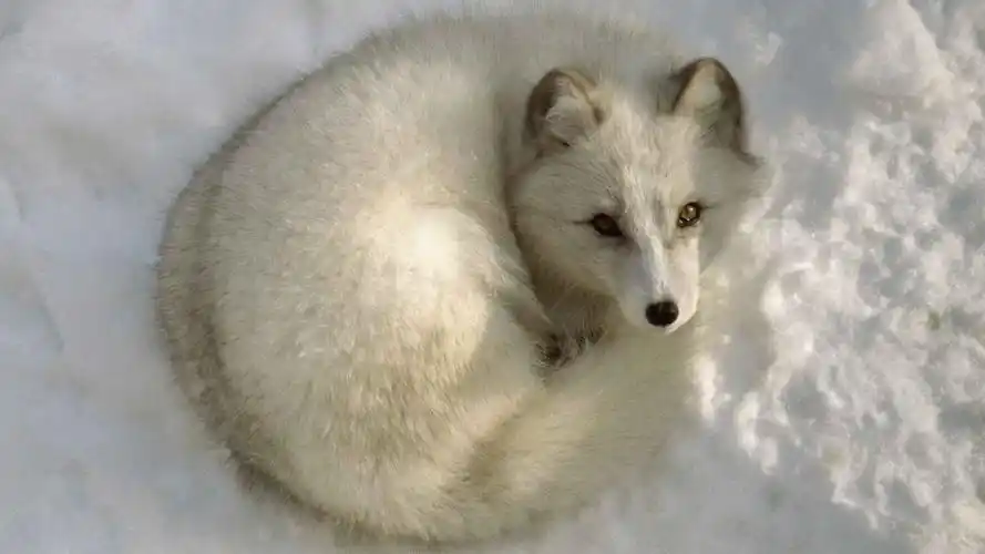 冬季雪地上的美丽白狐狸高清图片雪中动物桌面壁纸下载