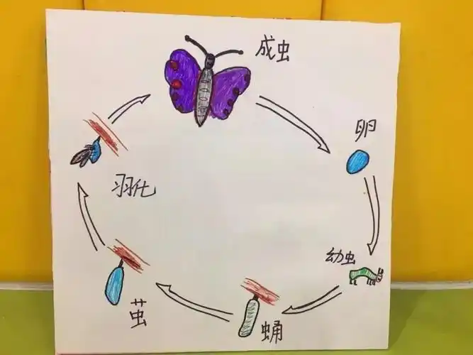 ebe悦读会好饿的毛毛虫绘本精读