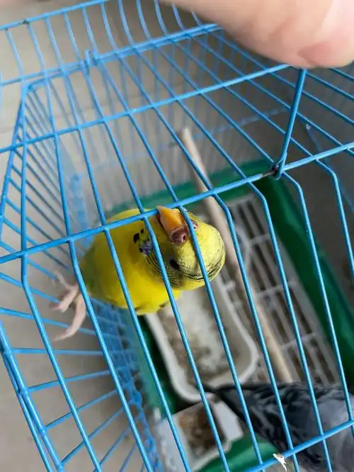 求问这只黄色虎皮鹦鹉是公是母