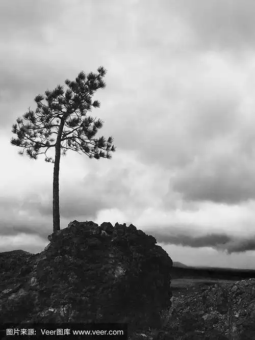 俄勒冈州公园中一棵孤独的树的黑白照片