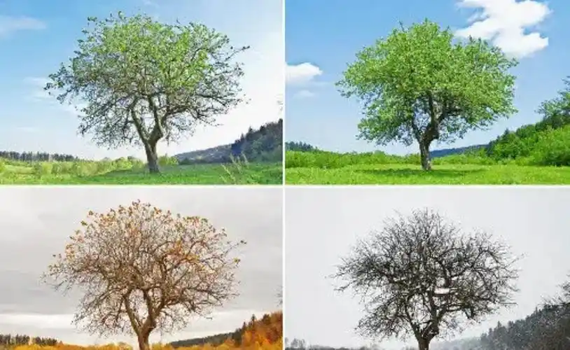 四季交替的经典句子(一年四季交替的句子)